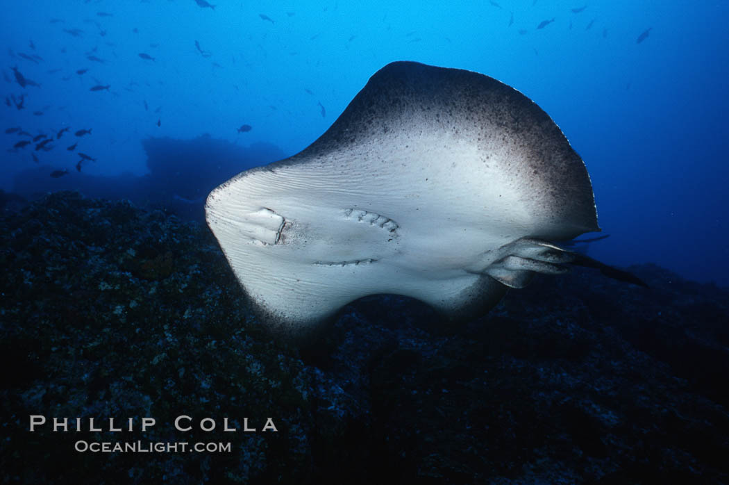 Marbled ray. Cocos Island, Costa Rica, Taeniura meyeni, natural history stock photograph, photo id 01994