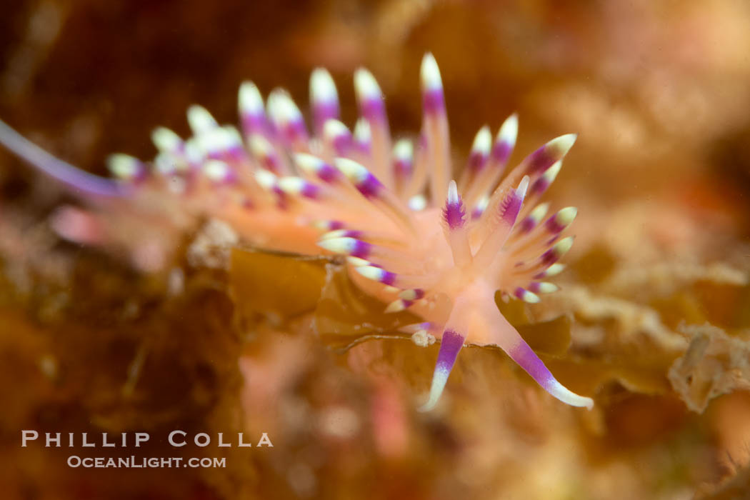 Marcus' aeolid sea slug or nudibranch, Coryphellina marcusorum, Sea of Cortez, Mexico, Coryphellina marcusorum, Isla Angel de la Guarda, Baja California Marcus' aeolid sea slug or nudibranch, Coryphellina marcusorum, Sea of Cortez, Mexico, Coryphellina marcusorum, Isla Angel de la Guarda, Baja California