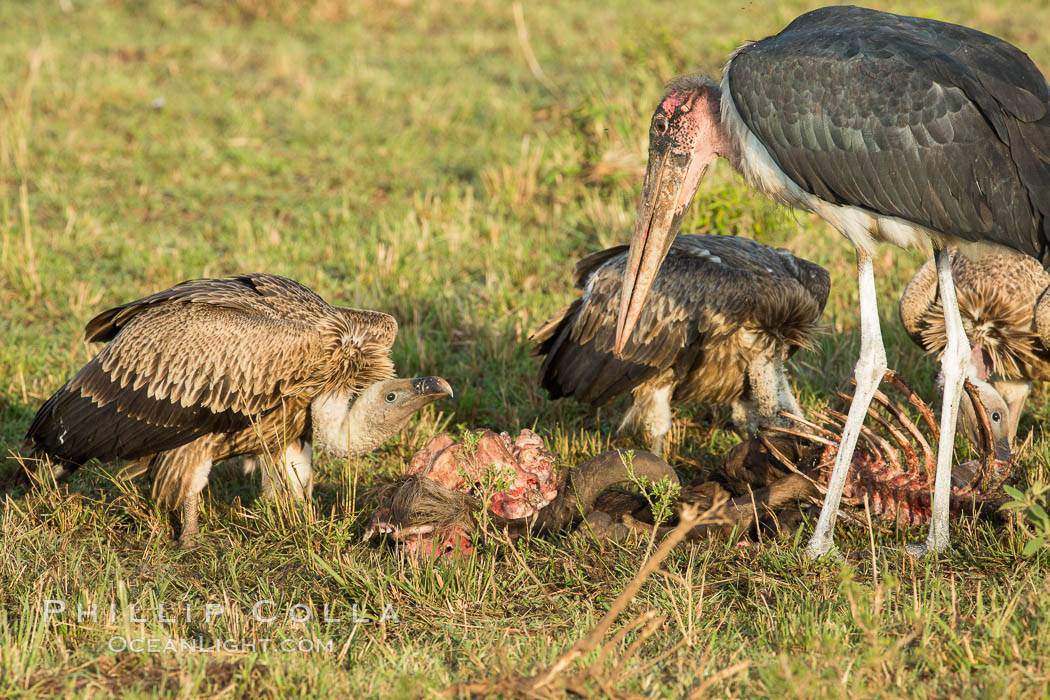 Maribou stork and vultures on carcass, greater Maasai Mara, Kenya. Maasai Mara National Reserve, Leptoptilos crumeniferus, natural history stock photograph, photo id 29886