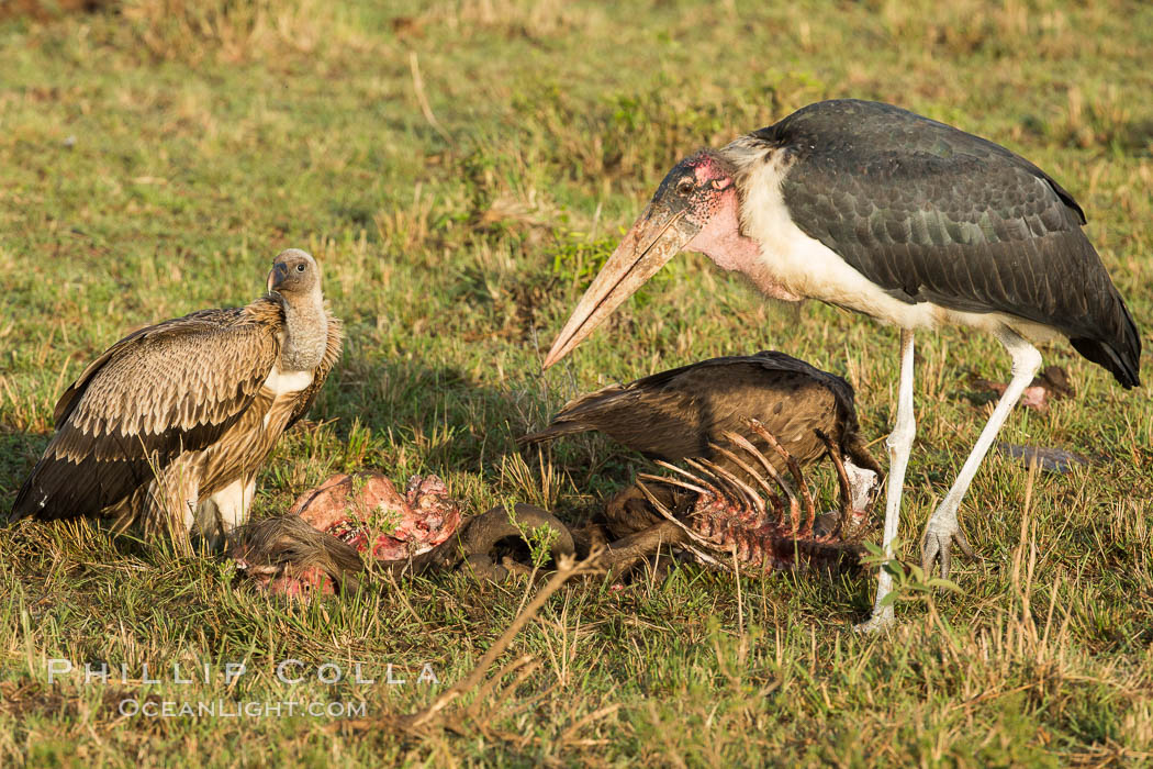 Maribou stork and vultures on carcass, greater Maasai Mara, Kenya. Maasai Mara National Reserve, Leptoptilos crumeniferus, natural history stock photograph, photo id 29884
