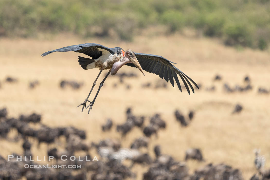 Maribou Stork in Flight, Leptoptilos crumenifer, Masai Mara, Kenya. Maasai Mara National Reserve, Leptoptilos crumeniferus, natural history stock photograph, photo id 39620
