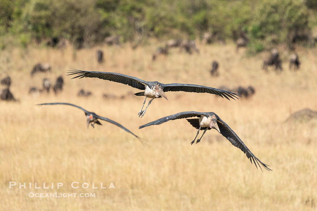Maribou Stork in Flight, Leptoptilos crumenifer, Masai Mara, Kenya. Maasai Mara National Reserve, Leptoptilos crumeniferus, natural history stock photograph, photo id 39749