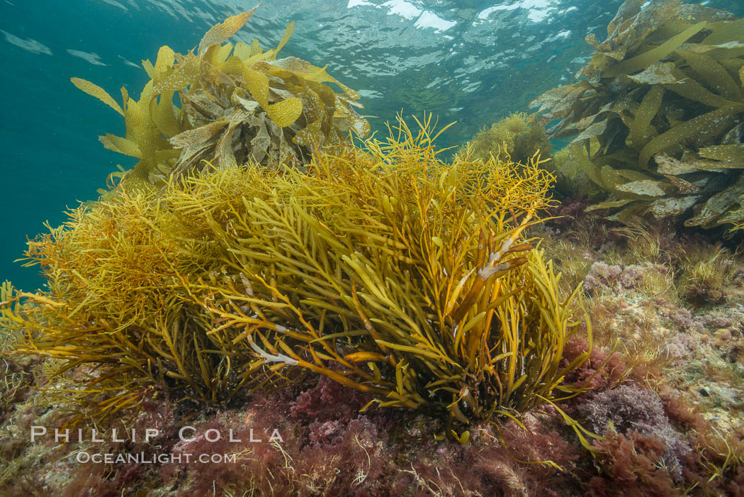 Marina algae, Stephanocystis dioica. Catalina Island, California, USA, Stephanocystis dioica, natural history stock photograph, photo id 30962