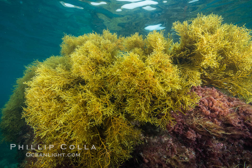 Marina algae, Stephanocystis dioica. Catalina Island, California, USA, Stephanocystis dioica, natural history stock photograph, photo id 30964