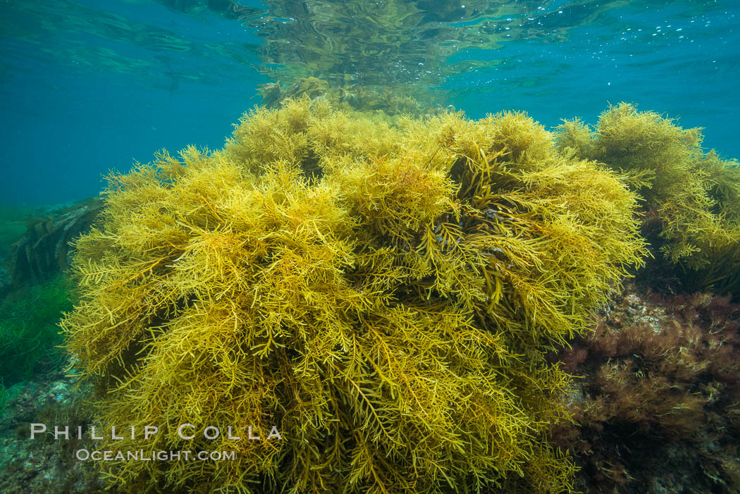 Marina algae, Stephanocystis dioica. Catalina Island, California, USA, Stephanocystis dioica, natural history stock photograph, photo id 30965