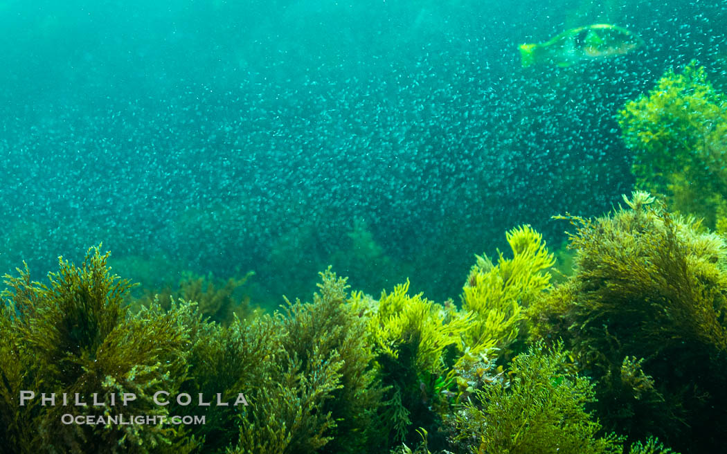Marine Algae and Mysid Shrimp, Kangaroo Island, South Australia., natural history stock photograph, photo id 39272