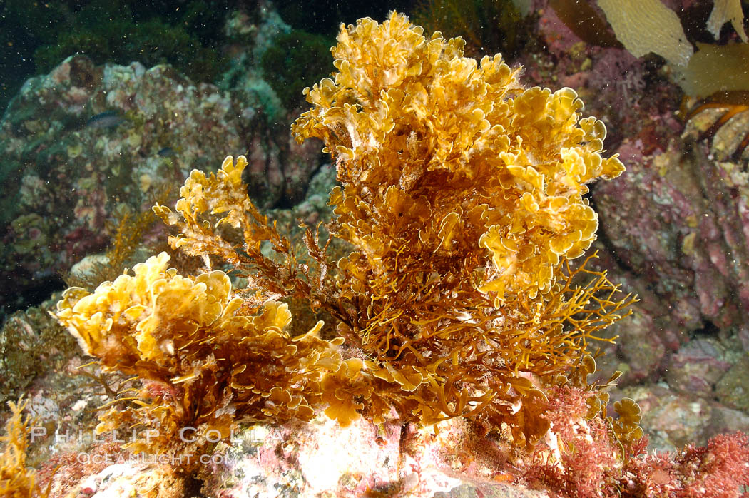 Unidentified marine algae. San Clemente Island, California, USA, natural history stock photograph, photo id 10194