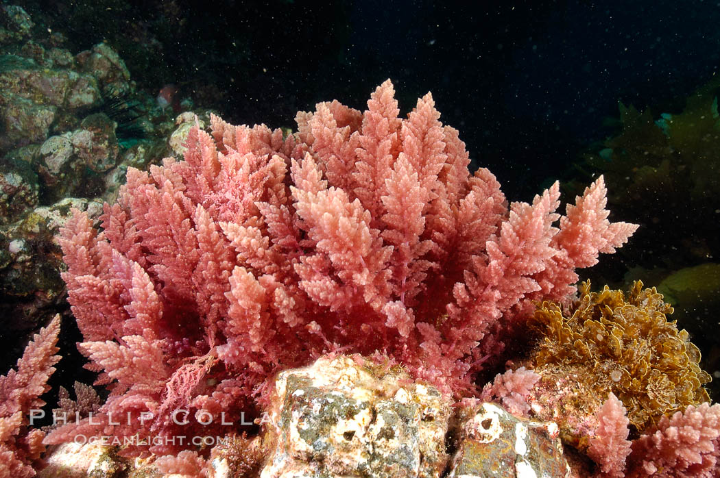 Unidentified marine algae. San Clemente Island, California, USA, natural history stock photograph, photo id 10198