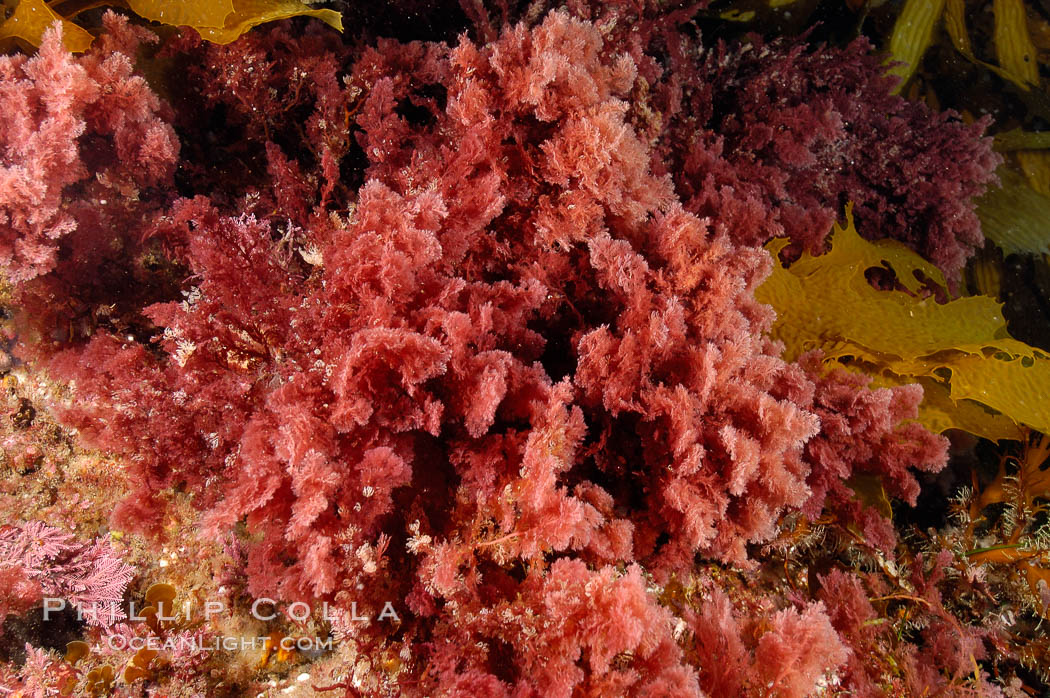 Unidentified marine algae. San Clemente Island, California, USA, natural history stock photograph, photo id 10202