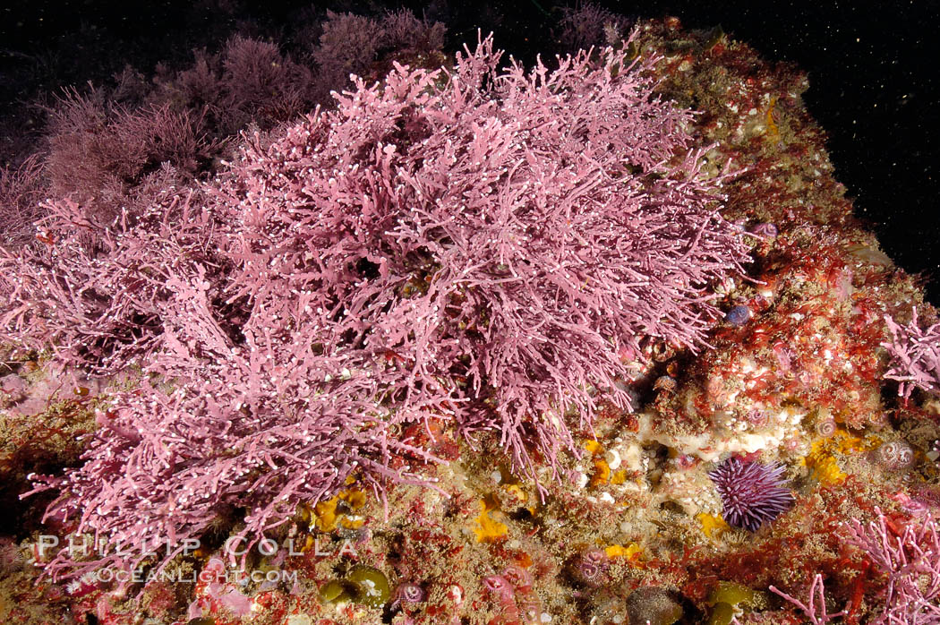 Unidentified marine algae. Santa Barbara Island, California, USA, natural history stock photograph, photo id 10196