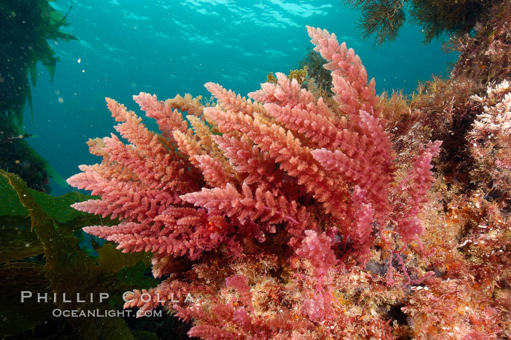 Unidentified marine algae. San Clemente Island, California, USA, natural history stock photograph, photo id 10200