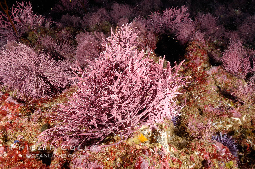 Unidentified marine algae. Santa Barbara Island, California, USA, natural history stock photograph, photo id 10195