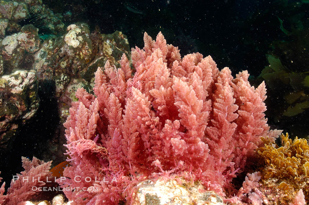 Unidentified marine algae. San Clemente Island, California, USA, natural history stock photograph, photo id 10199