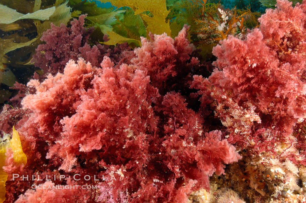 Unidentified marine algae. San Clemente Island, California, USA, natural history stock photograph, photo id 10203