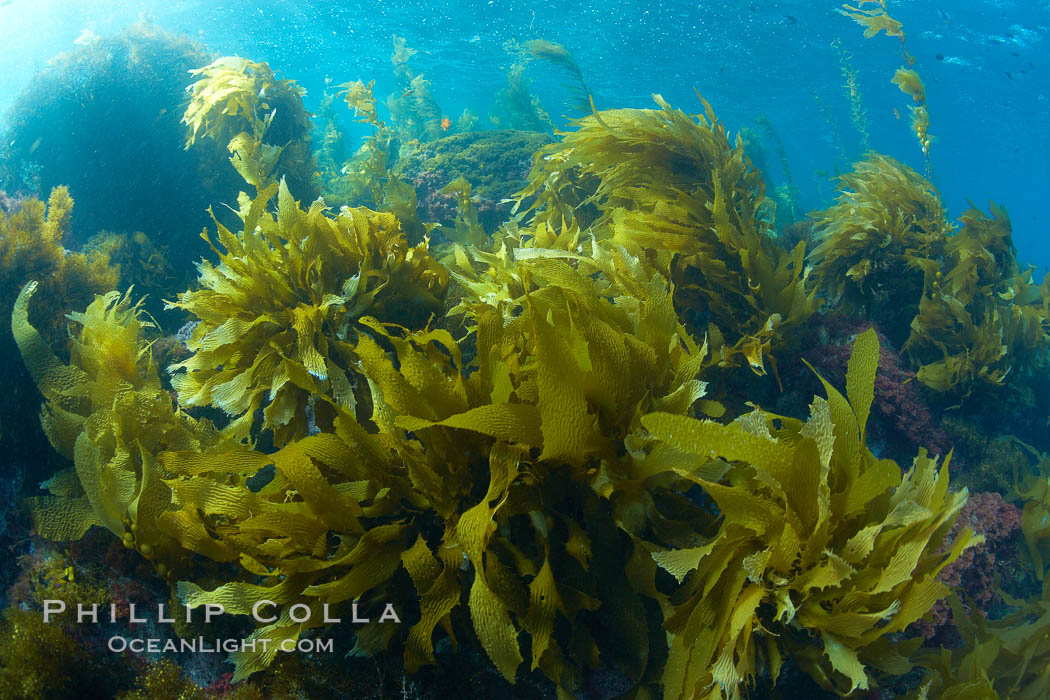 Marine algae, various species, in shallow water underwater. Catalina Island, California, USA, natural history stock photograph, photo id 23571