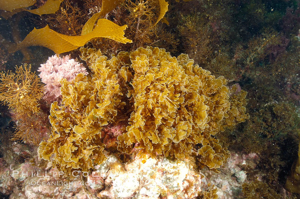 Unidentified marine algae. San Clemente Island, California, USA, natural history stock photograph, photo id 10193