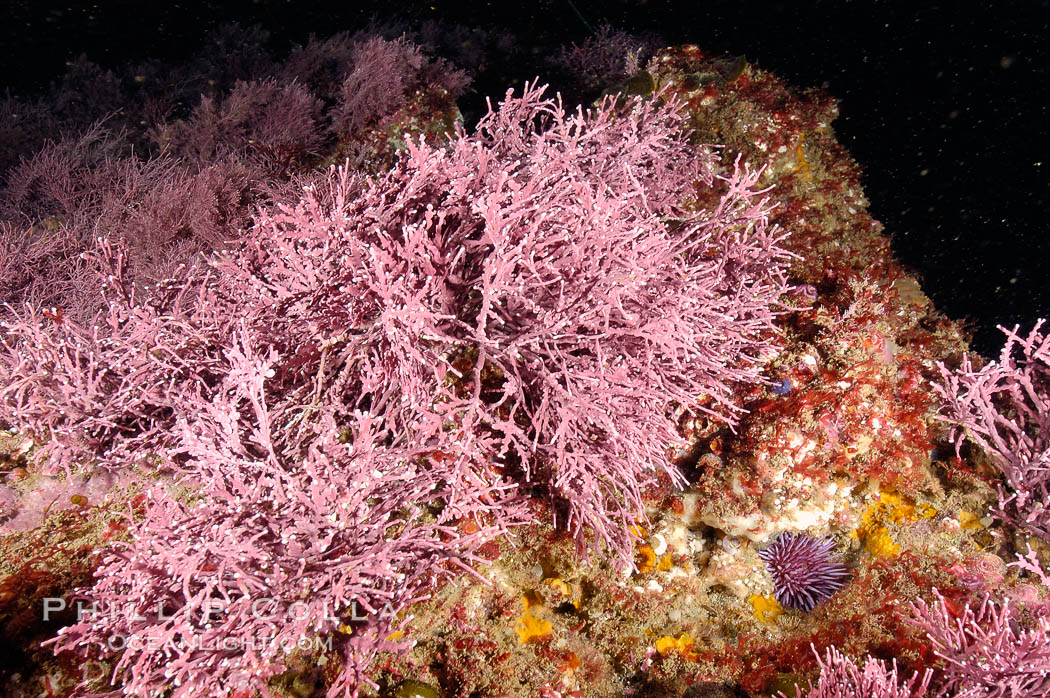 Unidentified marine algae. Santa Barbara Island, California, USA, natural history stock photograph, photo id 10197