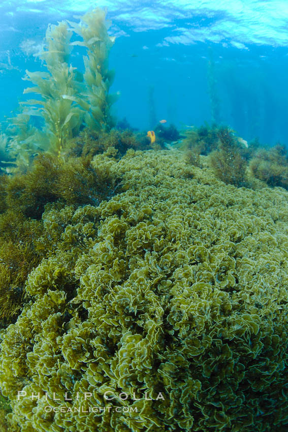 Marine algae, various species, in shallow water underwater. Catalina Island, California, USA, natural history stock photograph, photo id 23497