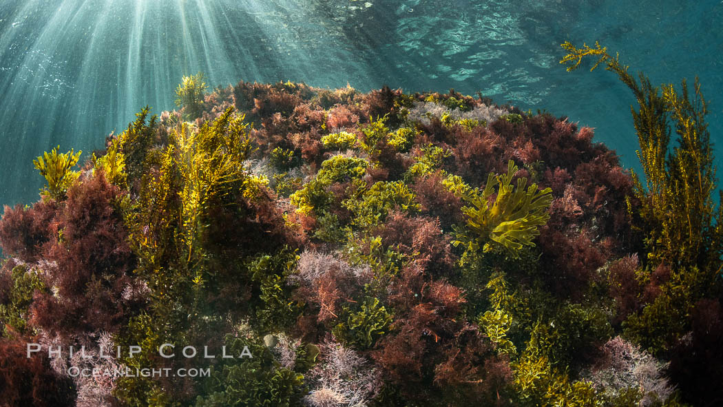 Marine Algae on Underwater Reef, Coronado Islands, Mexico. Coronado Islands (Islas Coronado), Baja California, natural history stock photograph, photo id 36538