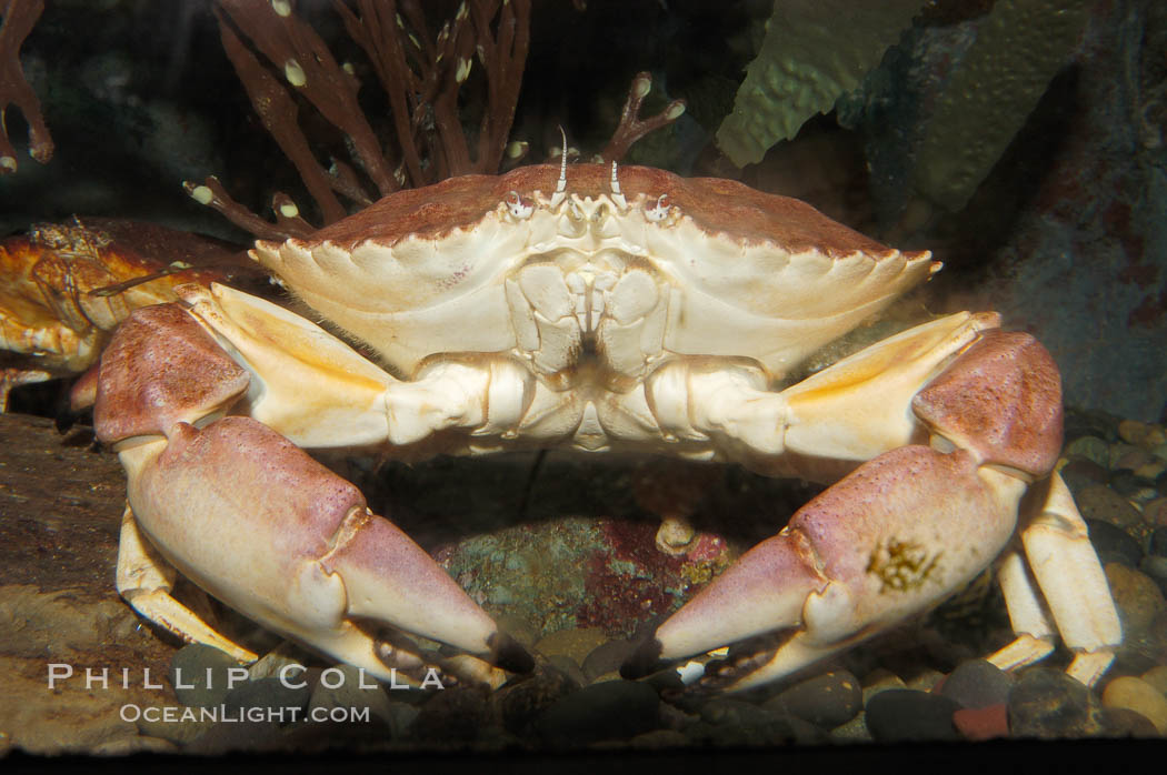 Unidentified marine crab., natural history stock photograph, photo id 08915