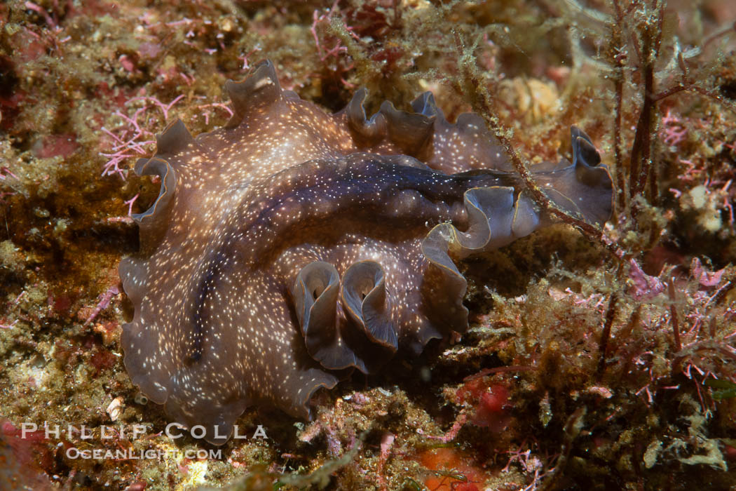 Marine flatworm, Pseudoceros sp., Sea of Cortez, Mexico., Pseudoceros sp, natural history stock photograph, photo id 40450