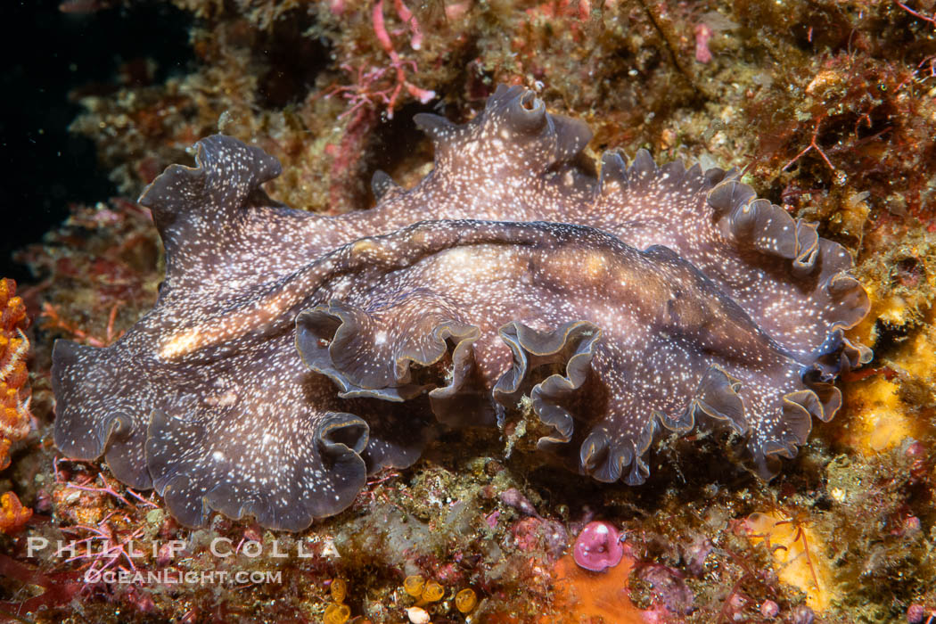 Marine flatworm, Pseudoceros sp, Sea of Cortez, Mexico, Pseudoceros sp, Islas San Lorenzo, Baja California Marine flatworm, Pseudoceros sp, Sea of Cortez, Mexico, Pseudoceros sp, Islas San Lorenzo, Baja California
