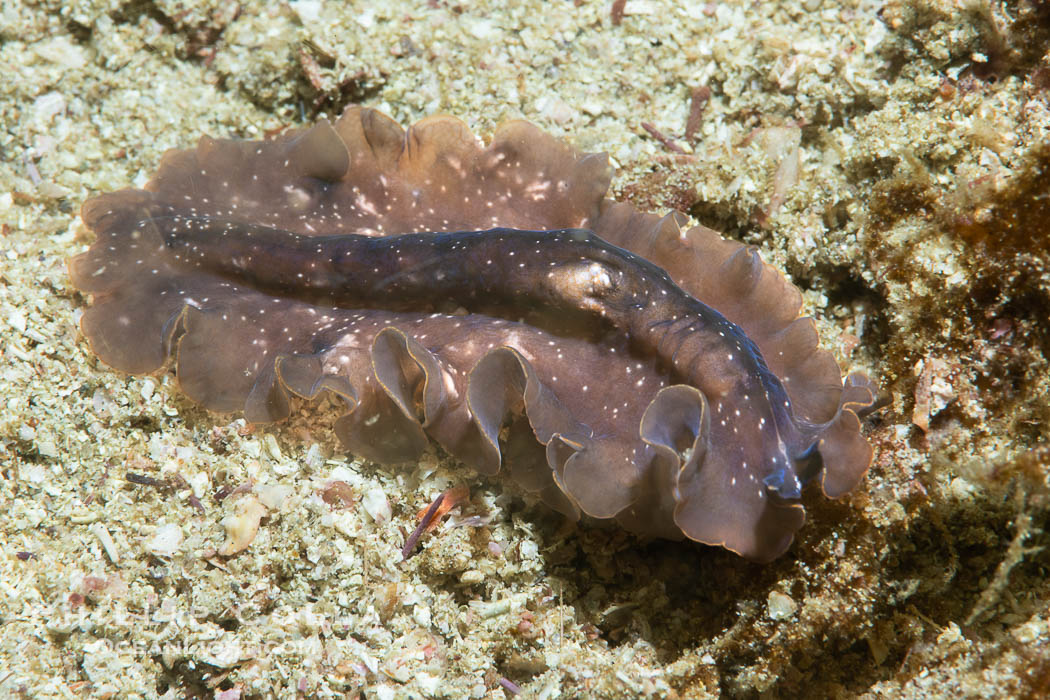 Marine flatworm, Pseudoceros sp, Sea of Cortez, Mexico, Pseudoceros sp, Islas San Lorenzo, Baja California Marine flatworm, Pseudoceros sp, Sea of Cortez, Mexico, Pseudoceros sp, Islas San Lorenzo, Baja California