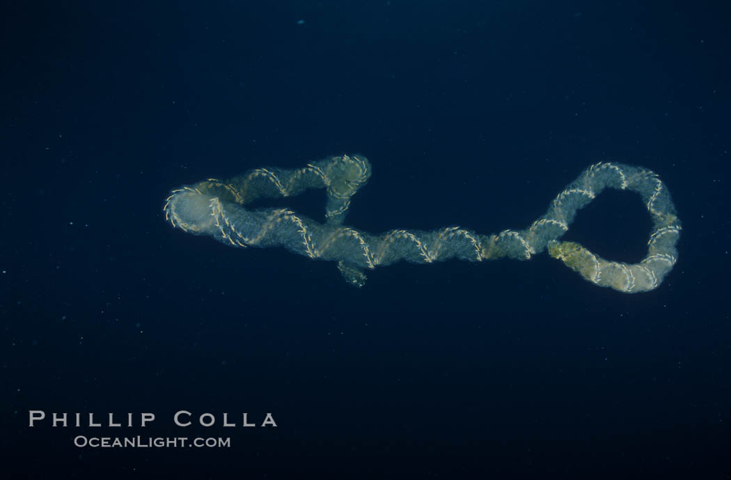 Unidentified marine gelatinous zooplankton. San Clemente Island, California, USA, natural history stock photograph, photo id 03830