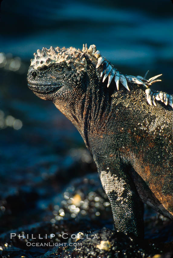 Marine iguana, Punta Espinosa. Fernandina Island, Galapagos Islands, Ecuador, Amblyrhynchus cristatus, natural history stock photograph, photo id 01718