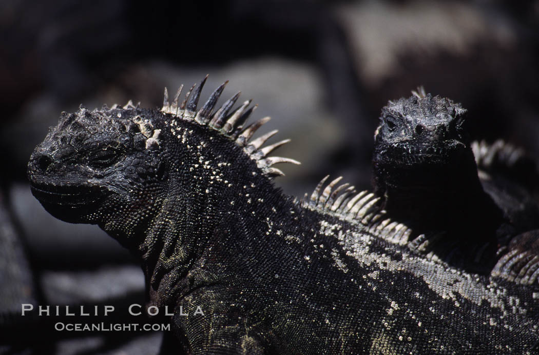 Marine iguana, Punta Espinosa. Fernandina Island, Galapagos Islands, Ecuador, Amblyrhynchus cristatus, natural history stock photograph, photo id 01726