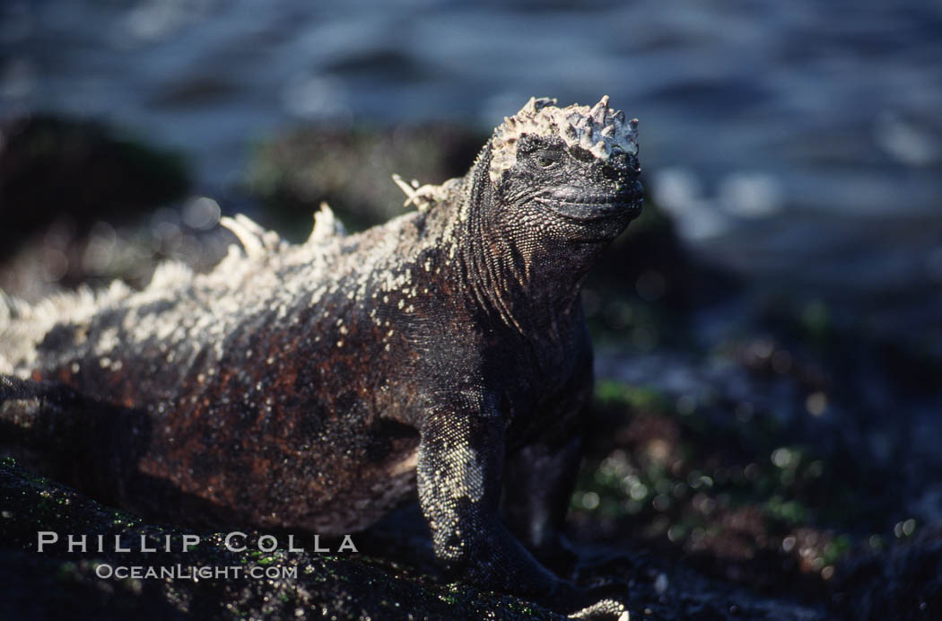 Marine iguana, Punta Espinosa. Fernandina Island, Galapagos Islands, Ecuador, Amblyrhynchus cristatus, natural history stock photograph, photo id 01730