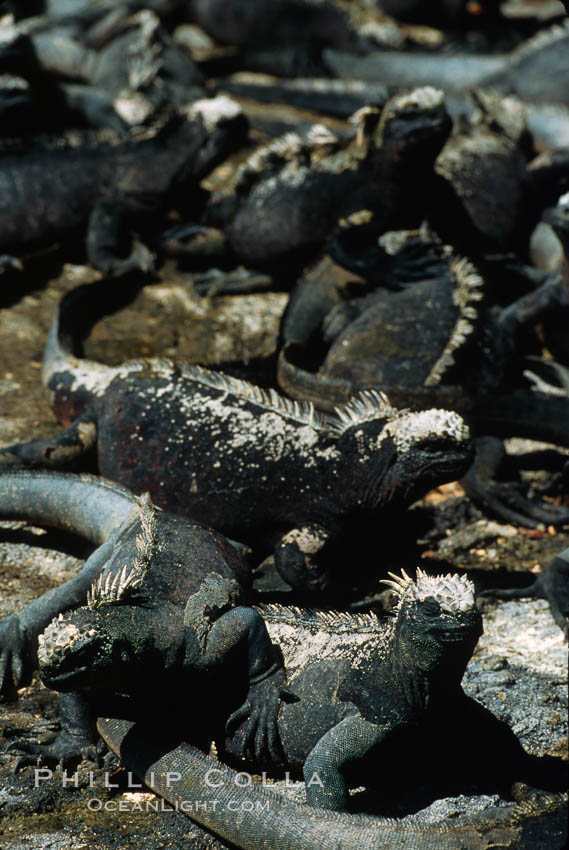 Marine iguana, Punta Espinosa. Fernandina Island, Galapagos Islands, Ecuador, Amblyrhynchus cristatus, natural history stock photograph, photo id 01734