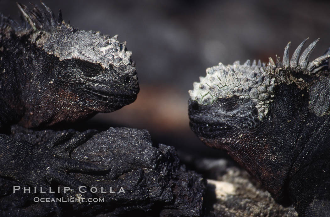 Marine iguana, Punta Espinosa. Fernandina Island, Galapagos Islands, Ecuador, Amblyrhynchus cristatus, natural history stock photograph, photo id 01728