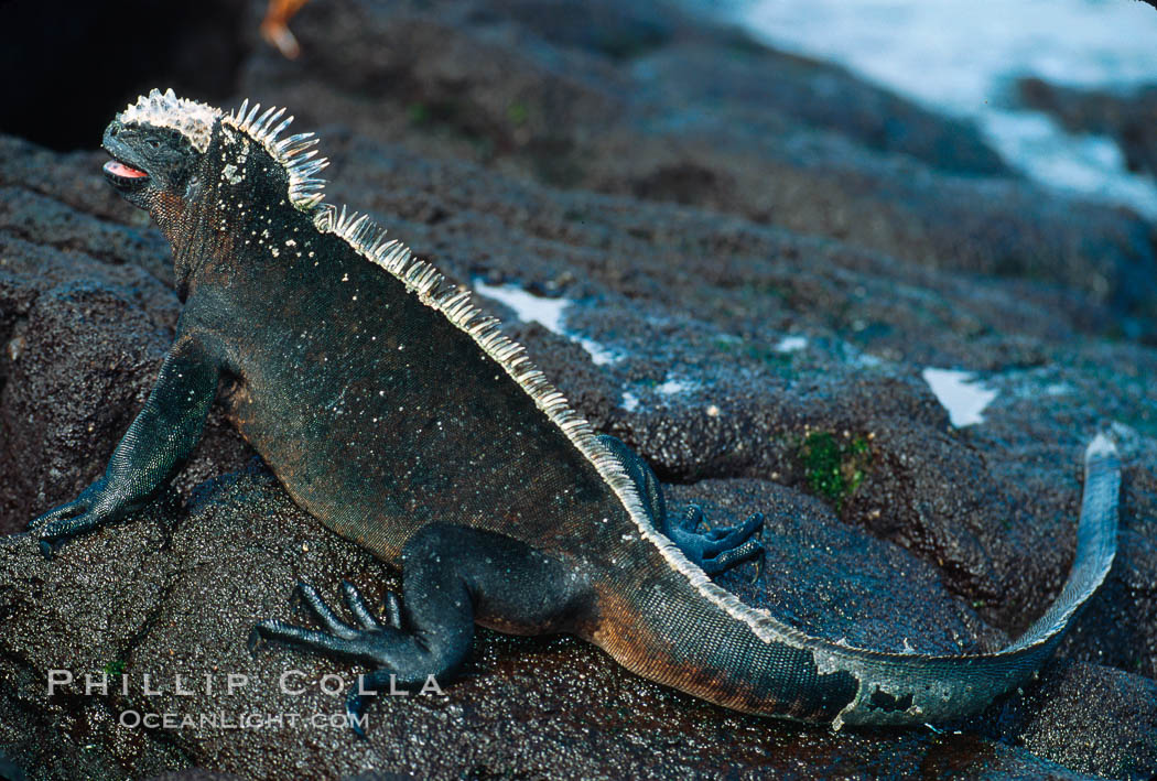 Marine iguana, Punta Espinosa. Fernandina Island, Galapagos Islands, Ecuador, Amblyrhynchus cristatus, natural history stock photograph, photo id 01732