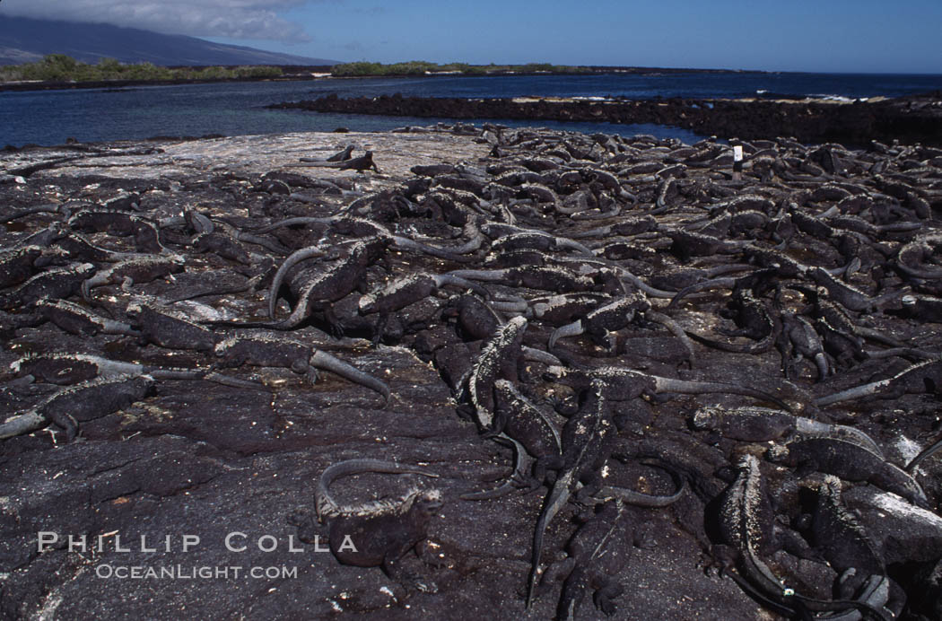 Marine iguana, Punta Espinosa. Fernandina Island, Galapagos Islands, Ecuador, Amblyrhynchus cristatus, natural history stock photograph, photo id 01736