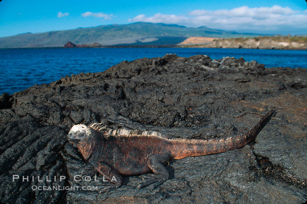 Marine iguana. James Island, Galapagos Islands, Ecuador, Amblyrhynchus cristatus, natural history stock photograph, photo id 01715