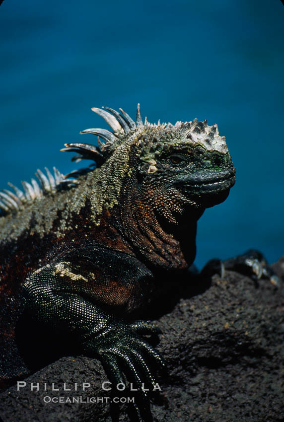 Marine iguana, Punta Espinosa. Fernandina Island, Galapagos Islands, Ecuador, Amblyrhynchus cristatus, natural history stock photograph, photo id 01719