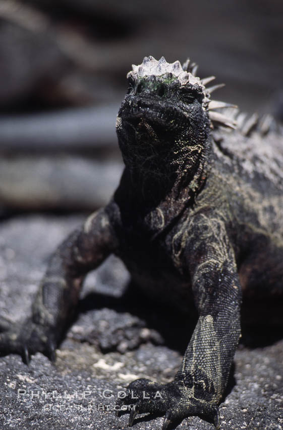 Marine iguana, Punta Espinosa. Fernandina Island, Galapagos Islands, Ecuador, Amblyrhynchus cristatus, natural history stock photograph, photo id 01723