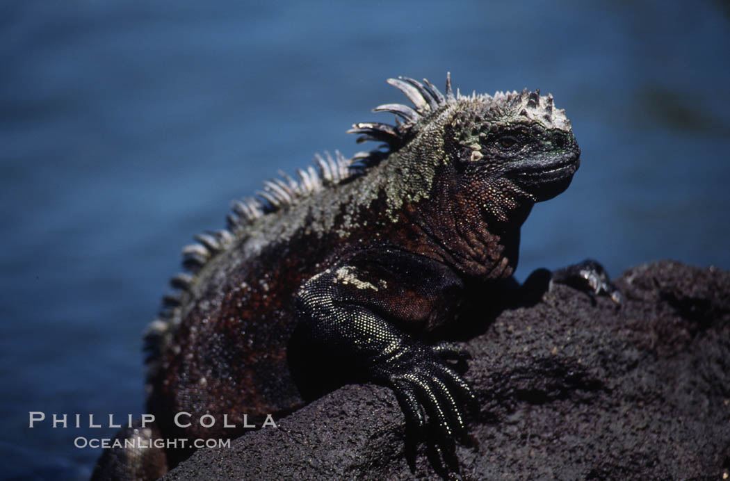 Marine iguana, Punta Espinosa. Fernandina Island, Galapagos Islands, Ecuador, Amblyrhynchus cristatus, natural history stock photograph, photo id 01727