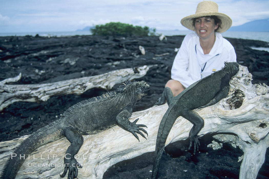 Marine iguanas, Punta Espinosa. Fernandina Island, Galapagos Islands, Ecuador, Amblyrhynchus cristatus, natural history stock photograph, photo id 03467