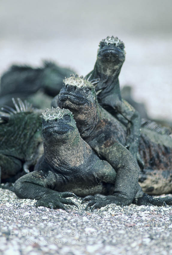 Marine iguanas, Punta Espinosa. Fernandina Island, Galapagos Islands, Ecuador, Amblyrhynchus cristatus, natural history stock photograph, photo id 03471