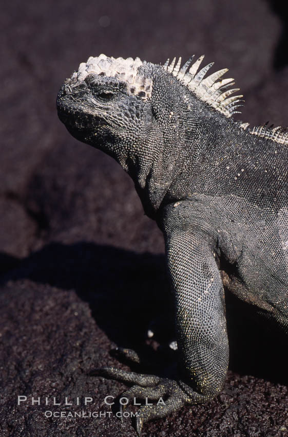 Marine iguana, Punta Espinosa. Fernandina Island, Galapagos Islands, Ecuador, Amblyrhynchus cristatus, natural history stock photograph, photo id 01721