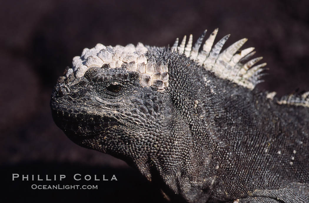 Marine iguana, Punta Espinosa. Fernandina Island, Galapagos Islands, Ecuador, Amblyrhynchus cristatus, natural history stock photograph, photo id 01725