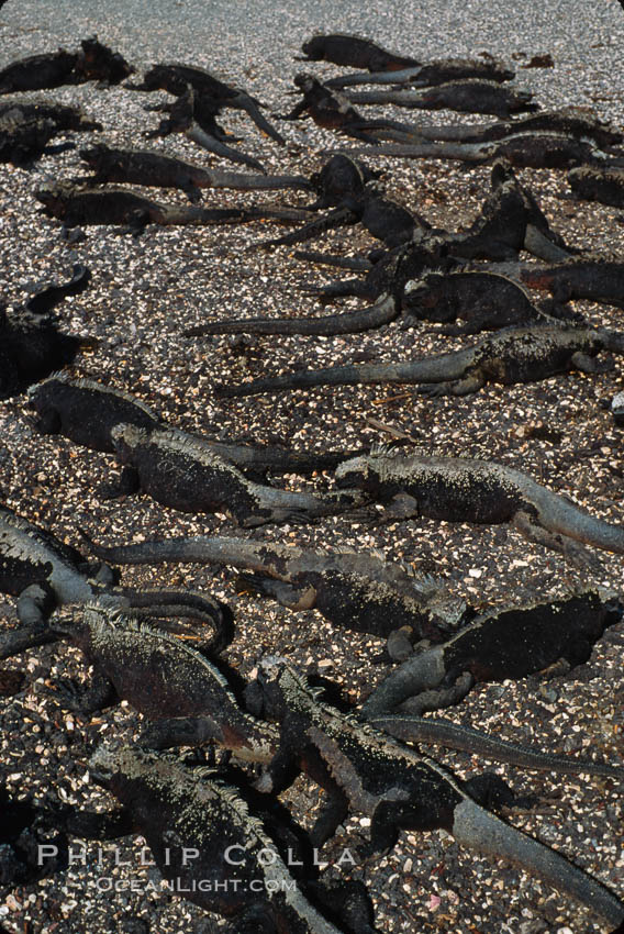 Marine iguana, Punta Espinosa. Fernandina Island, Galapagos Islands, Ecuador, Amblyrhynchus cristatus, natural history stock photograph, photo id 01733