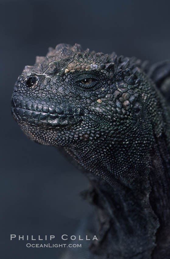 Marine iguana. James Island, Galapagos Islands, Ecuador, Amblyrhynchus cristatus, natural history stock photograph, photo id 05693