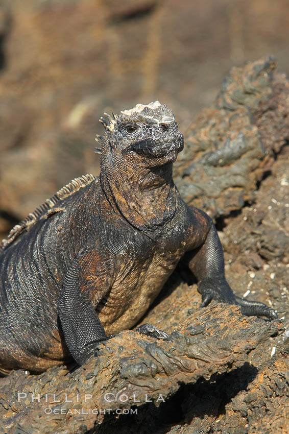 Marine iguana on volcanic rocks at the oceans edge, Punta Albemarle. Isabella Island, Galapagos Islands, Ecuador, Amblyrhynchus cristatus, natural history stock photograph, photo id 16570