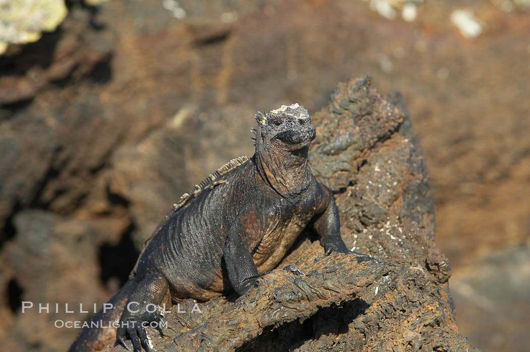 Marine iguana on volcanic rocks at the oceans edge, Punta Albemarle. Isabella Island, Galapagos Islands, Ecuador, Amblyrhynchus cristatus, natural history stock photograph, photo id 16572