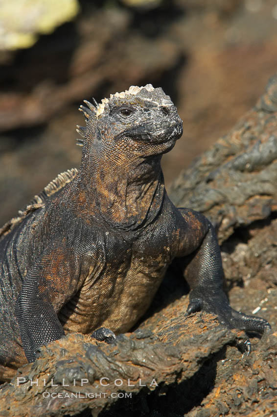 Marine iguana on volcanic rocks at the oceans edge, Punta Albemarle. Isabella Island, Galapagos Islands, Ecuador, Amblyrhynchus cristatus, natural history stock photograph, photo id 16576