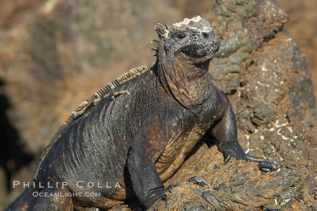 Marine iguana on volcanic rocks at the oceans edge, Punta Albemarle. Isabella Island, Galapagos Islands, Ecuador, Amblyrhynchus cristatus, natural history stock photograph, photo id 16573