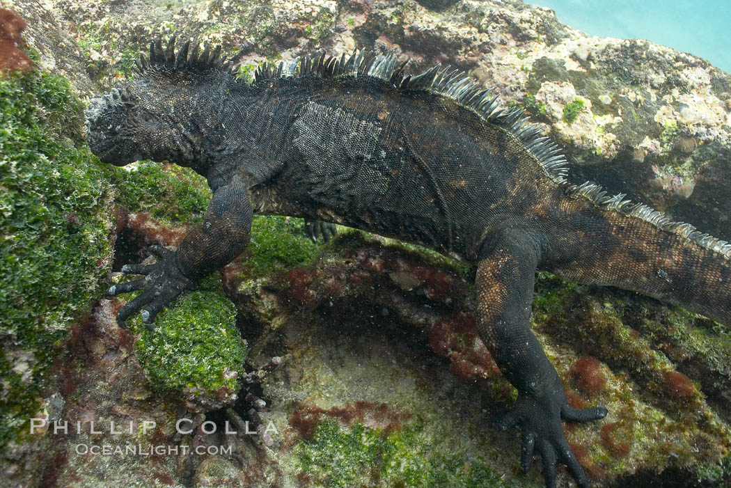 Marine iguana, underwater, forages for green algae that grows on the lava reef. Bartolome Island, Galapagos Islands, Ecuador, Amblyrhynchus cristatus, natural history stock photograph, photo id 16230